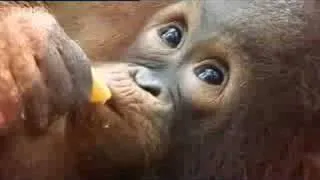 Orangutan orphan stories - Apes in Danger - BBC wildlife