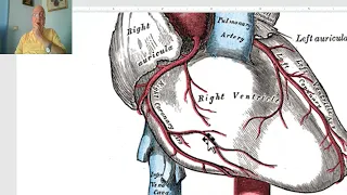 Anatomy CVS Module in Arabic 15 ( Ascending aorta) ,  by Dr, Wahdan