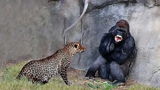 ANIMALS MESSED WITH THE WRONG OPPONENT