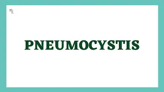 Pneumocystis | Pneumocystis jirovecii | medzukhruf