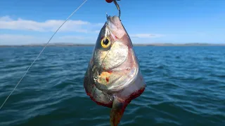 Food Chain Fishing Challenge! (Saltwater Edition)