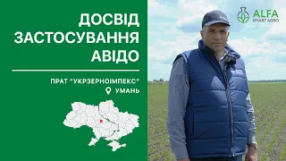 Фунгіцидний протруйник для сої Авідо - досвід застосування ПРАТ "Укрзерноімпекс" (Черкаська обл.)