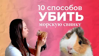 10 способов убить морскую свинку