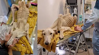 Found In Extreme State of Starvation - Bones Wanted To Pierce It's Skin. This Dog Just Want To Live!