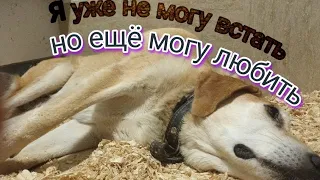 Она НЕ МОГЛА ВСТАТЬ, но МОГЛА ЛЮБИТЬ! Верновцы - помощь животным