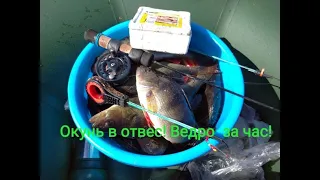 Окунь с лодки в отвес на мормышку! Попал на жор! Ведро за час!