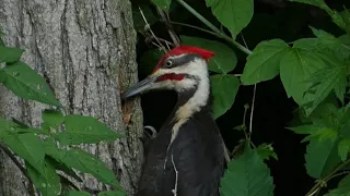 Pileated Woodpecker Eating Bugs