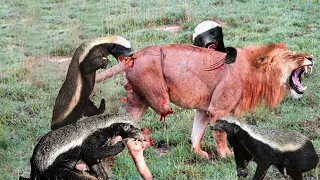 The Lions Became the Honey Badgers' Victims of Humiliation ► This Is Why Honey Badgers Are Immortal