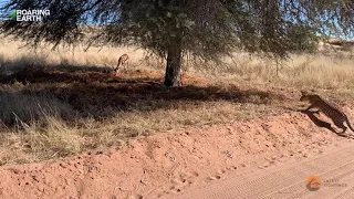 Leopards are incredible masters of stealth!