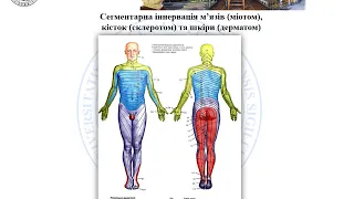 Лекція "Периферійна нервова система. Спинномозкові нерви"