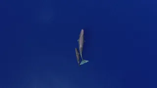 Studying sperm whales in the Azores - 2024 season