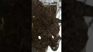 Tiktok: Frog Army Update - Neighbors POV (@thinfrog)