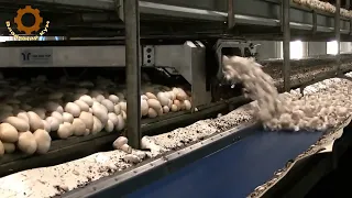 Amazing mushroom production in the Netherlands!