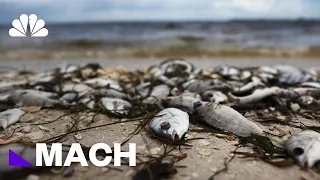 Red Tide Devastates Coastal Communities And Marine Life, But What Is It? | Mach | NBC News