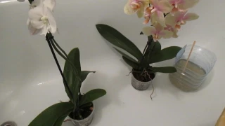 1-ая обработка орхидей от трипса и панцирного клеща 17.02.2017