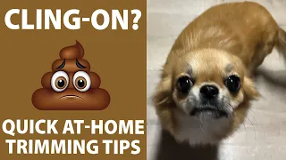 Home Grooming Tips for your Long Hair Chihuahua, Seeing Daisy after 6 Months! Will she Remember me?