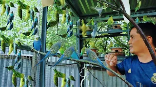 PARAKEET BIRD FARMING│I Earned an EXTRA $1000 in 2 weeks by raising exotic birds, Birds for Profit