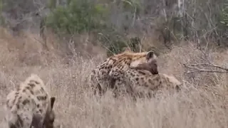 Hyena mating .