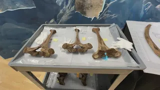 Mastodon bones unearthed by Michigan work crew go on display in museum