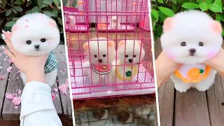 Tik Tok Chó Phốc Sóc Mini 😍 Funny and Cute Pomeranian #231