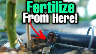 How To FERTILIZE Through Your DRIP Irrigation System!