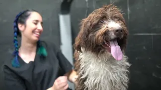 Medicina y cirugía de calidad para TODO TIPO DE ANIMALES 🏥