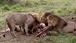 White Lion Casper with his 4 brothers on kill | 4 Shishangaan Male Lions