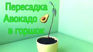 Пересадка авокадо в горшок [Transplanting an avocado tree into soil or pot]