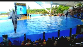 Loro Parque  Teneryfie | Teneryfa Loro Park