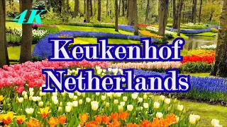【4K】Keukenhof，Amsterdam, Netherlands, Tulips