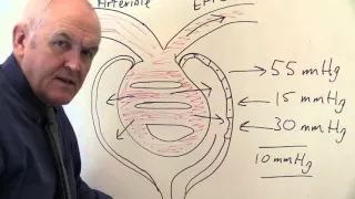 Renal System 11, Formation of Glomerular Filtrate