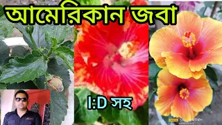 American Hibiscus plant potting and care#american_hibiscus@anirbanbandyopadhyay5734