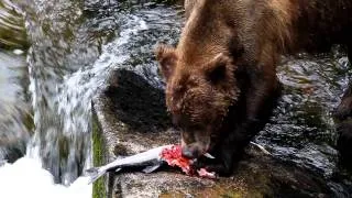 Brown Bear with Salmon at Anan Creek