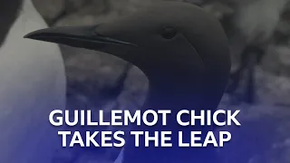 Tense Moment As Guillemot Chick Takes The Leap | Stormborn