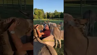 Donkeys flock to man’s voice