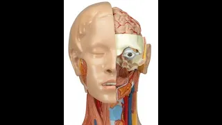 Lab 11.6 - Oral cavity and salivary glands