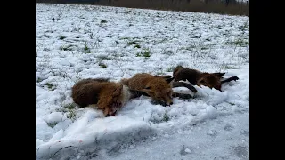 @pilhunting  4 ræve, Gravjagt, Baujagd, 4 fox, reve jakt