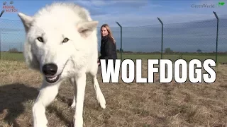 NORTH AMERICAN INDIAN WOLFDOG - NorthAID - Safe or dangerous?