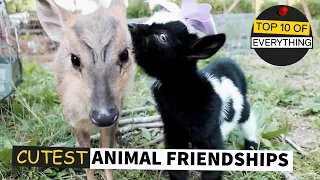 TOP 10 CUTEST ANIMAL FRIENDSHIPS