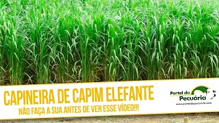 Capineira de capim elefante. Não faça a sua antes de assistir esse vídeo.