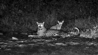 Leopardess Plays With Her Feisty Cub