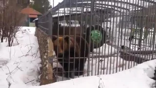 Не лезь, блять, дибил, сука. Решил погладить медведя. Медведь и алкаш. Она тебя сожрет.