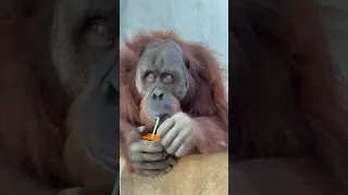 Intelligent ape unwraps a straw and drinks juice