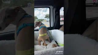Hund kackt auf I'm auto