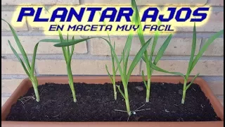 Como Sembrar Ajos en Maceta || Plantar Ajos | Cultivar Ajos en Huerto Orgánico | Cultivo paso a paso