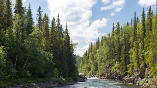 (Updated) Fly Fisherman Watches Bigfoot Watch Him Near McCloud River...