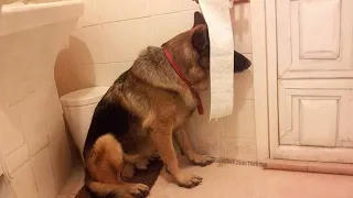 When your dog doesn’t want to take a bath🤣Funny Dog’s Reaction