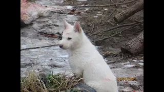 Злату не загнать домой