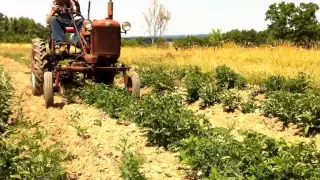 Farmall Cub - Hilling Potatoes 2012