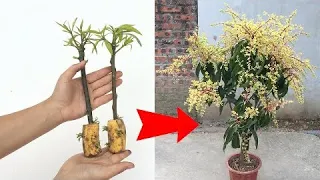 How to propagate mango flowers with a miracle fruit that produces 100% fast roots @ how to breed